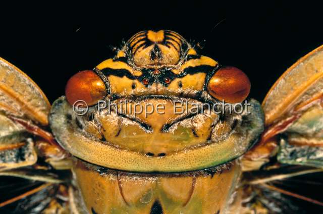 Yanga heathi.JPG - in "Portraits d'insectes" ed. SeuilYanga heathiCigaleCicadaHemipteraCicadidaeMadagascar